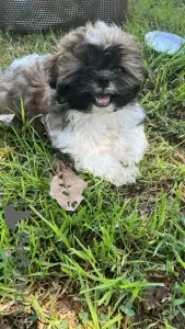 Zdjęcie №1. shih tzu - na sprzedaż w Haifa | negocjowane | Zapowiedź №113024