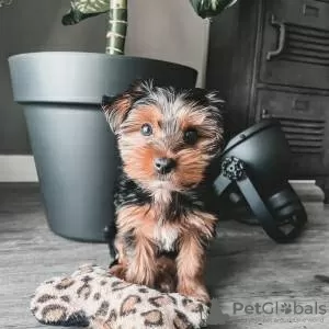 Zdjęcie №2 do zapowiedźy № 126872 na sprzedaż  yorkshire terrier - wkupić się Portugalia 