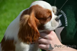 Zdjęcie №3. CAVALIER KING CHARLES SPANIEL samiec ZKWP/FCI. Polska