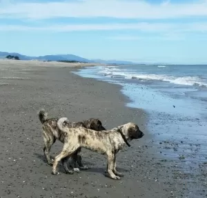 Zdjęcie №3. Anatolischer Schäferhund. Niemcy