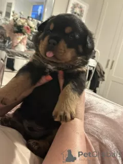 Zdjęcie №3. KC zarejestrowała szczenięta Rottweilera do adopcji. USA