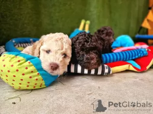 Dodatkowe zdjęcia: Australian labradoodle