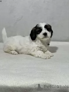 Zdjęcie №3. WSPANIAŁE SZCZENIĘTA SHIH TZU. Niemcy