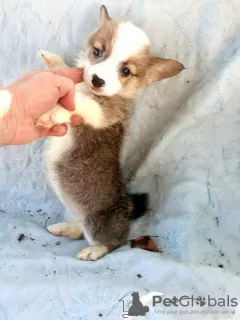 Zdjęcie №2 do zapowiedźy № 9799 na sprzedaż  welsh corgi - wkupić się Białoruś od żłobka, hodowca