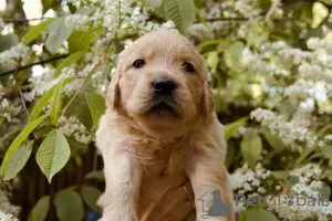 Dodatkowe zdjęcia: szczenięta golden retrievera