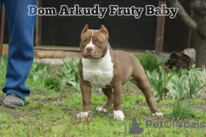 Zdjęcie №2 do zapowiedźy № 44279 na sprzedaż  american bully - wkupić się Federacja Rosyjska od żłobka, hodowca