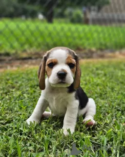 Dodatkowe zdjęcia: Wspaniałe szczenięta Beagle. (mężczyzna i kobieta)