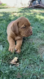 Dodatkowe zdjęcia: Dogue de Bordeaux szczenięta