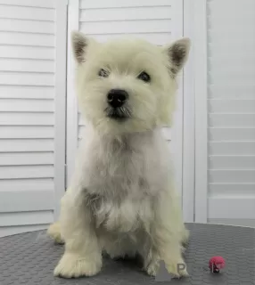 Zdjęcie №3. szczeniak west highland white terrier w wieku 6 miesięcy. Federacja Rosyjska