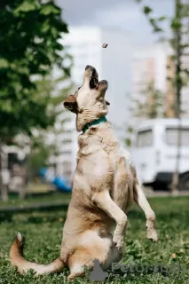 Dodatkowe zdjęcia: Miły, towarzyski Luntik szuka właściciela!