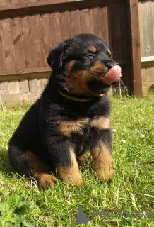 Zdjęcie №4. Sprzedam rottweiler w Wilno. prywatne ogłoszenie - cena - 1465zł