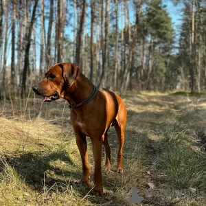 Dodatkowe zdjęcia: Szczenię - potomek najstarszej hodowli na świecie