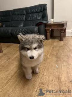 Zdjęcie №3. Szczenięta Alaskan Malamute. Dania