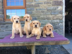 Zdjęcie №3. Raszuivere Labrador Retriever Szczeniak. Holandia