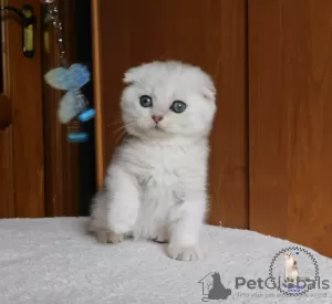 Zdjęcie №1. scottish fold - na sprzedaż w Kamenskoe | 1495zł | Zapowiedź № 22375