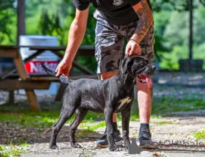 Zdjęcie №3. Cane Corso samica szczeniaka. Serbia