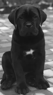 Zdjęcie №1. cane corso - na sprzedaż w Pawlograd | 2310zł | Zapowiedź №3747