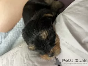 Dodatkowe zdjęcia: szczeniak yorkshire terrier