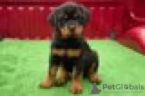 Zdjęcie №1. rottweiler - na sprzedaż w Giessen | Bezpłatny | Zapowiedź №128426