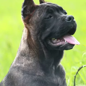 Zdjęcie №2 do zapowiedźy № 6759 na sprzedaż  cane corso - wkupić się Ukraina prywatne ogłoszenie, od żłobka