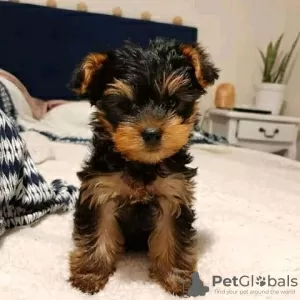 Zdjęcie №1. yorkshire terrier - na sprzedaż w Erzelj | 2033zł | Zapowiedź №13752