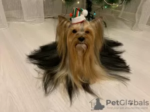 Dodatkowe zdjęcia: Szczenię rasy Yorkshire Terrier (standard)