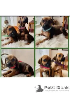 Zdjęcie №1. rhodesian ridgeback - na sprzedaż w Aarau | 8842zł | Zapowiedź №30906