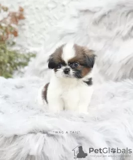 Dodatkowe zdjęcia: Shih tzu