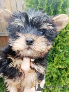 Zdjęcie №1. yorkshire terrier biewer, yorkshire terrier - na sprzedaż w Ryga | 1674zł | Zapowiedź №105639