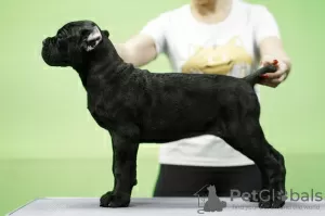 Zdjęcie №3. Włoski Cane Corso na pokaz i soul. Federacja Rosyjska