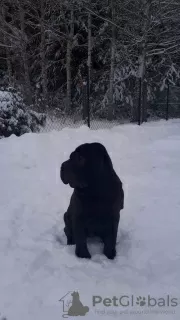 Zdjęcie №2 do zapowiedźy № 32286 na sprzedaż  shar pei - wkupić się Polska prywatne ogłoszenie, hodowca