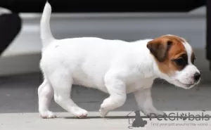 Zdjęcie №1. jack russell terrier - na sprzedaż w Leverkusen | 2302zł | Zapowiedź №122800