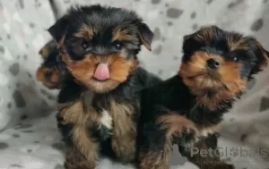 Zdjęcie №1. yorkshire terrier - na sprzedaż w Monachium | negocjowane | Zapowiedź №35878