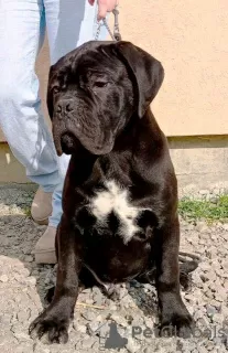 Zdjęcie №1. cane corso - na sprzedaż w Žitište | negocjowane | Zapowiedź №95672