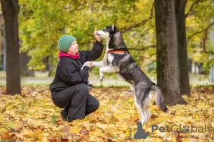 Zdjęcie №2 do zapowiedźy № 123982 na sprzedaż  husky syberyjski - wkupić się Federacja Rosyjska ze schronu