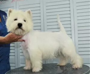 Zdjęcie №2 do zapowiedźy № 68882 na sprzedaż  west highland white terrier - wkupić się Federacja Rosyjska prywatne ogłoszenie, od żłobka, hodowca