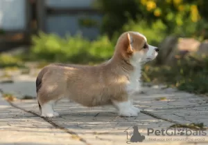 Zdjęcie №1. welsh corgi - na sprzedaż w Cherepovets | 9036zł | Zapowiedź №11543