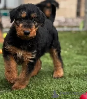 Zdjęcie №4. Sprzedam airedale terrier w Торонто. hodowca - cena - 2033zł