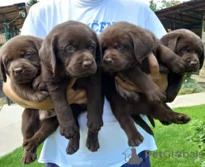 Dodatkowe zdjęcia: Szczenięta labradora retrievera