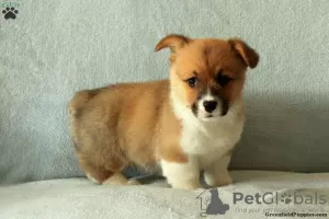 Zdjęcie №1. welsh corgi - na sprzedaż w Cholargos | 1172zł | Zapowiedź №63543