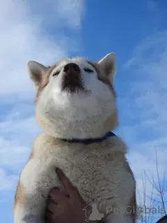 Dodatkowe zdjęcia: Husky Dymka szuka kochającej rodziny z męskim przywódcą!