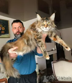 Dodatkowe zdjęcia: Szykowny Maine Coon