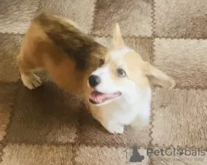 Dodatkowe zdjęcia: Pembroke Welsh Corgi, szczenięta