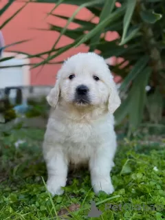 Dodatkowe zdjęcia: Golden retriever szczenięta