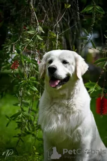 Dodatkowe zdjęcia: Golden retriever szczenięta