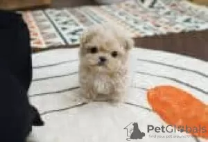 Zdjęcie №3. Super czułe szczenięta Teacup Maltipoo dostępne do adopcji. Finlandia