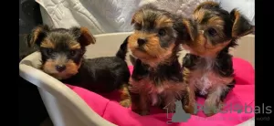 Zdjęcie №1. yorkshire terrier - na sprzedaż w Kolonia | 1465zł | Zapowiedź №42251