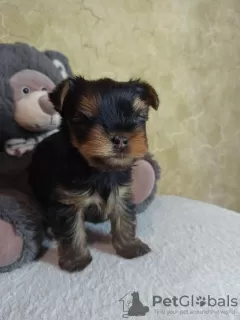 Zdjęcie №1. yorkshire terrier - na sprzedaż w Wierchniednieprowsk | 559zł | Zapowiedź №11103