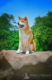 Dodatkowe zdjęcia: Chłopiec Akita Inu (Hachiko)