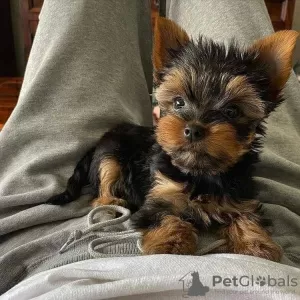 Zdjęcie №1. yorkshire terrier - na sprzedaż w Jáchymov | negocjowane | Zapowiedź №85128